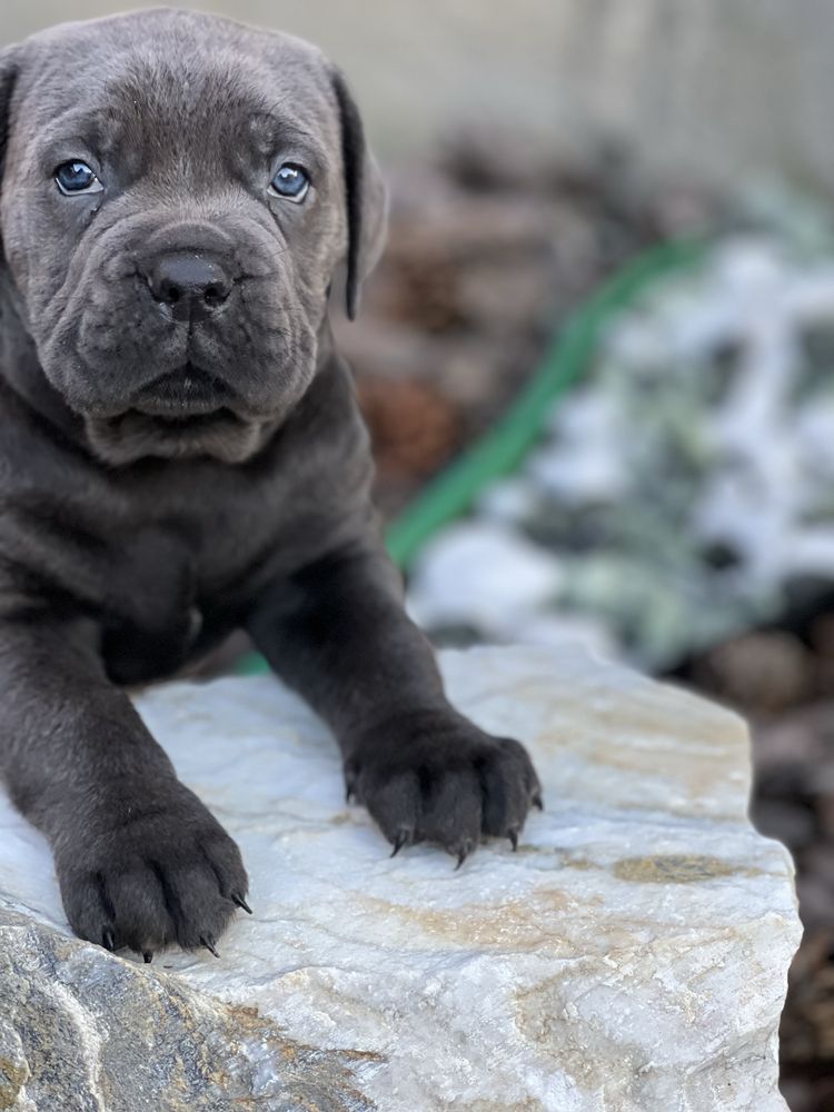 Елітні Cane corso-сірого окрасу
