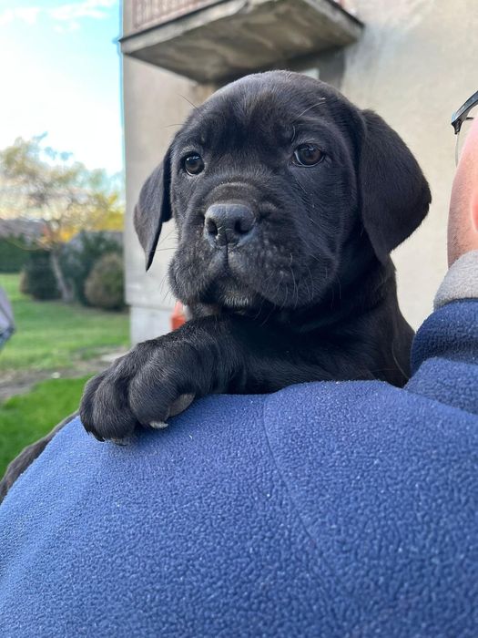 Cane Corso Mocny Chłopak