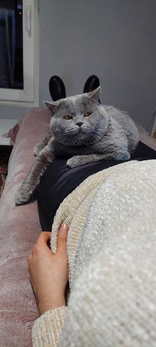 Reproduktor Brytyjski