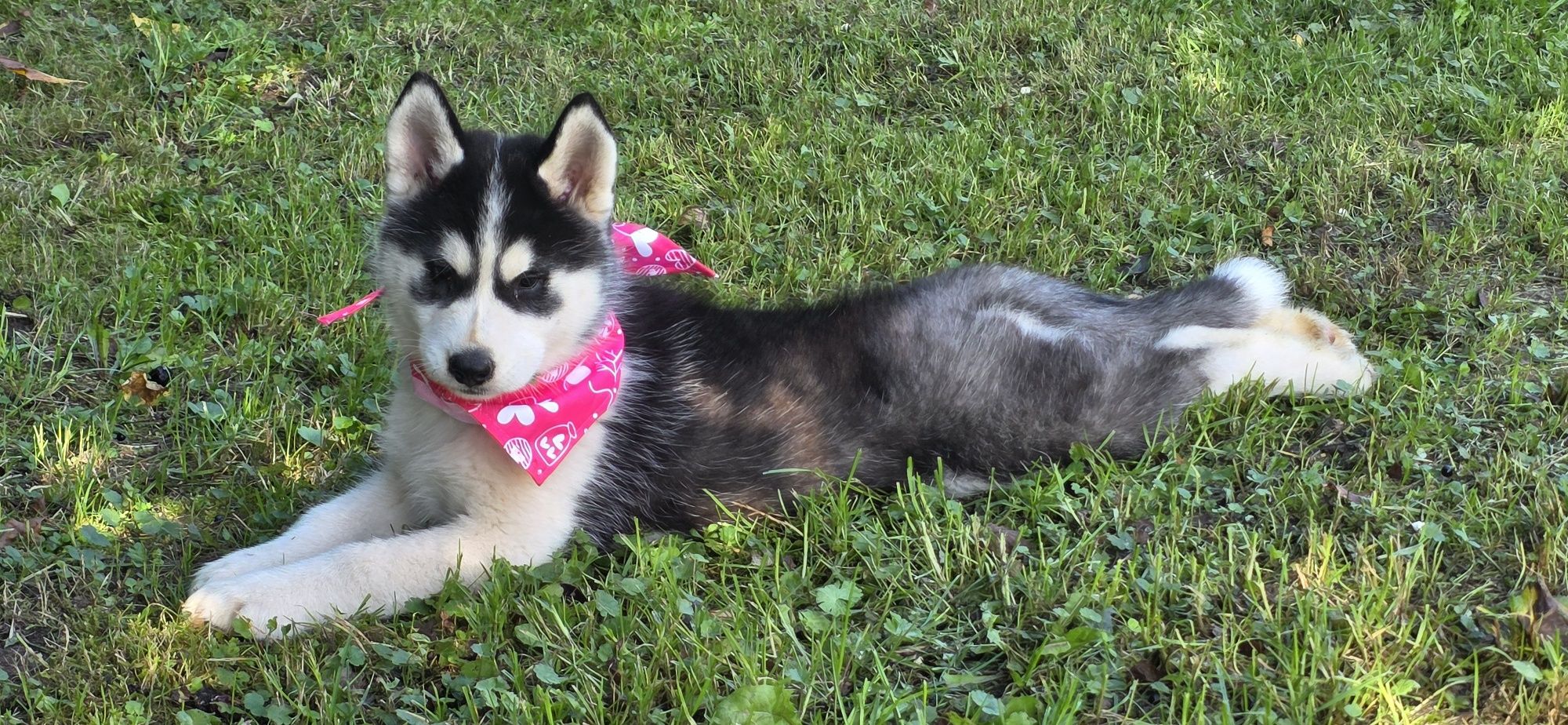 Siberian Husky- cudowna Belinka!
