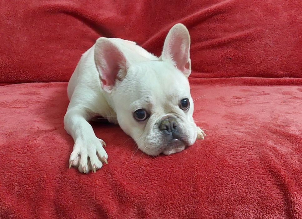 Платинова франечка