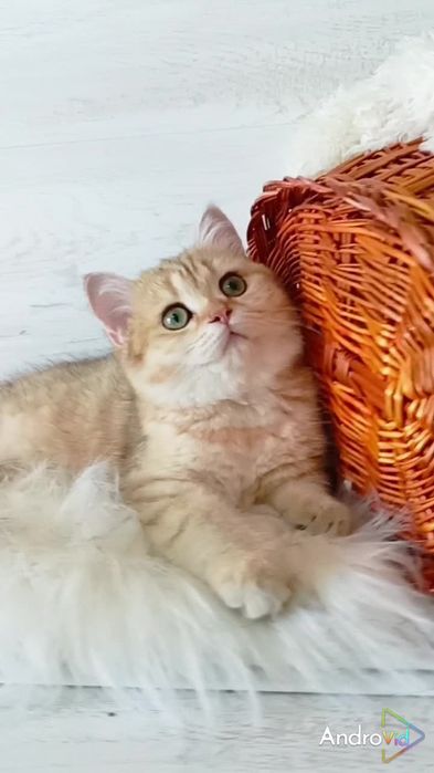 Зеленоглазая девочка золотая шиншилла. Скоттиш страйт