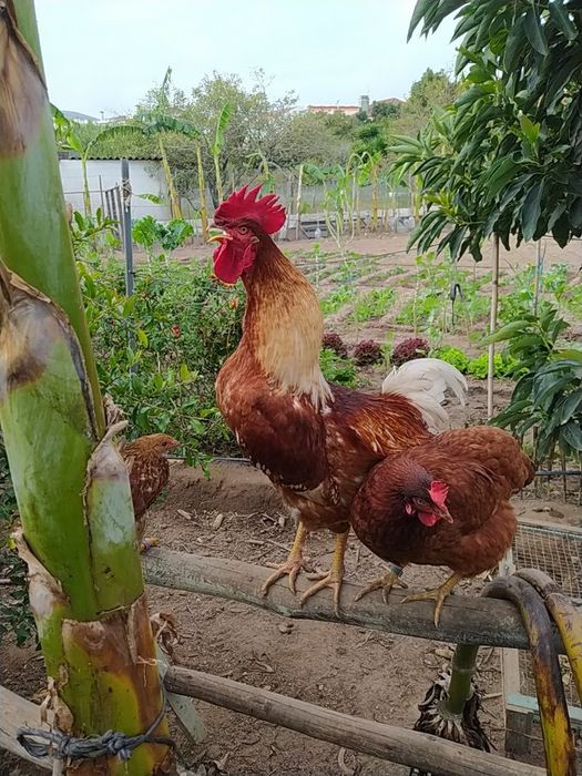 Galo do campo, natural