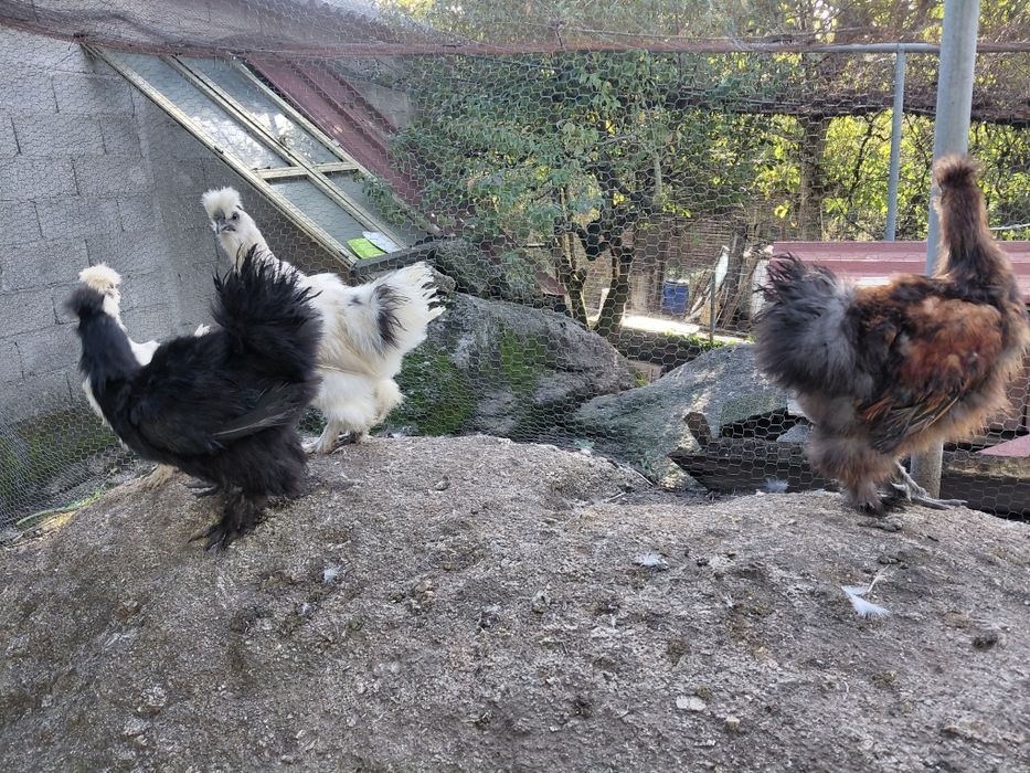 Lote Sedosas do Japão