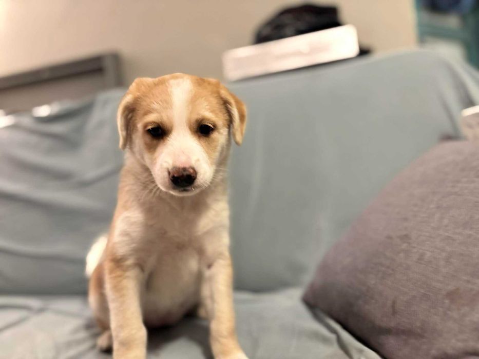 Amelia szczeniak do adopcji