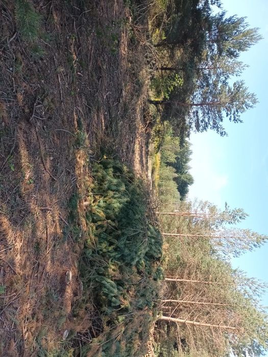 Oddam gałęzie za darmo (za wywiezienie)