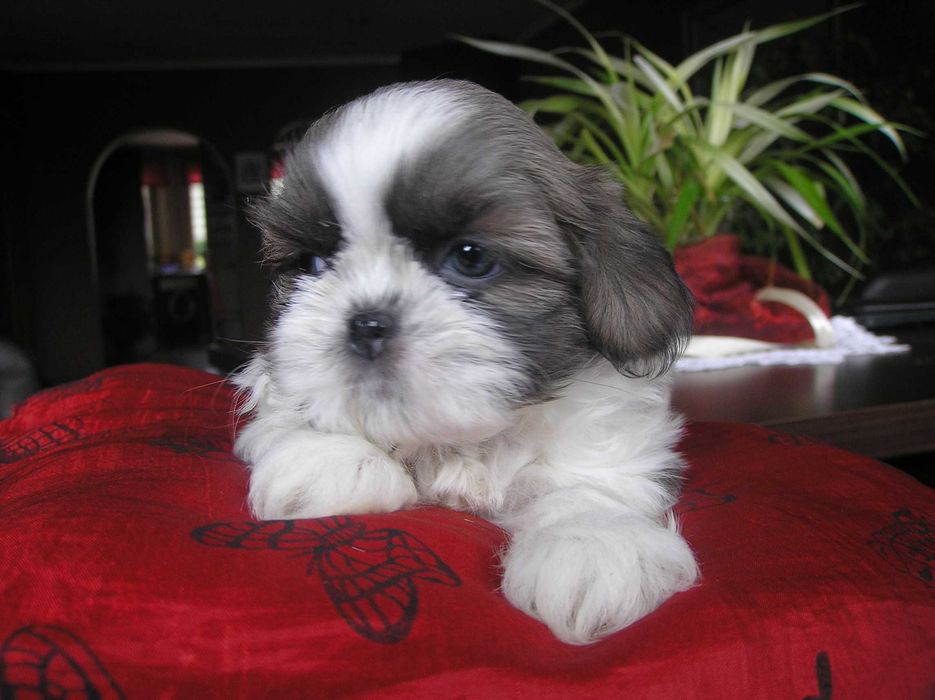 szczeniaczek SHIH TZU miniaturka umowa PASZPORT rodowód