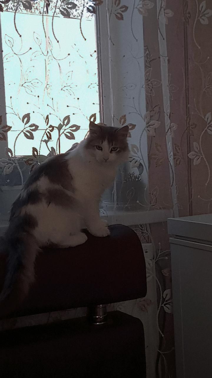 отдам кота у добрые руки