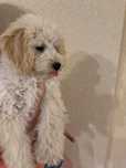 Ostatni pies Bichpoo, poochon. Pudel red, bichpn frise