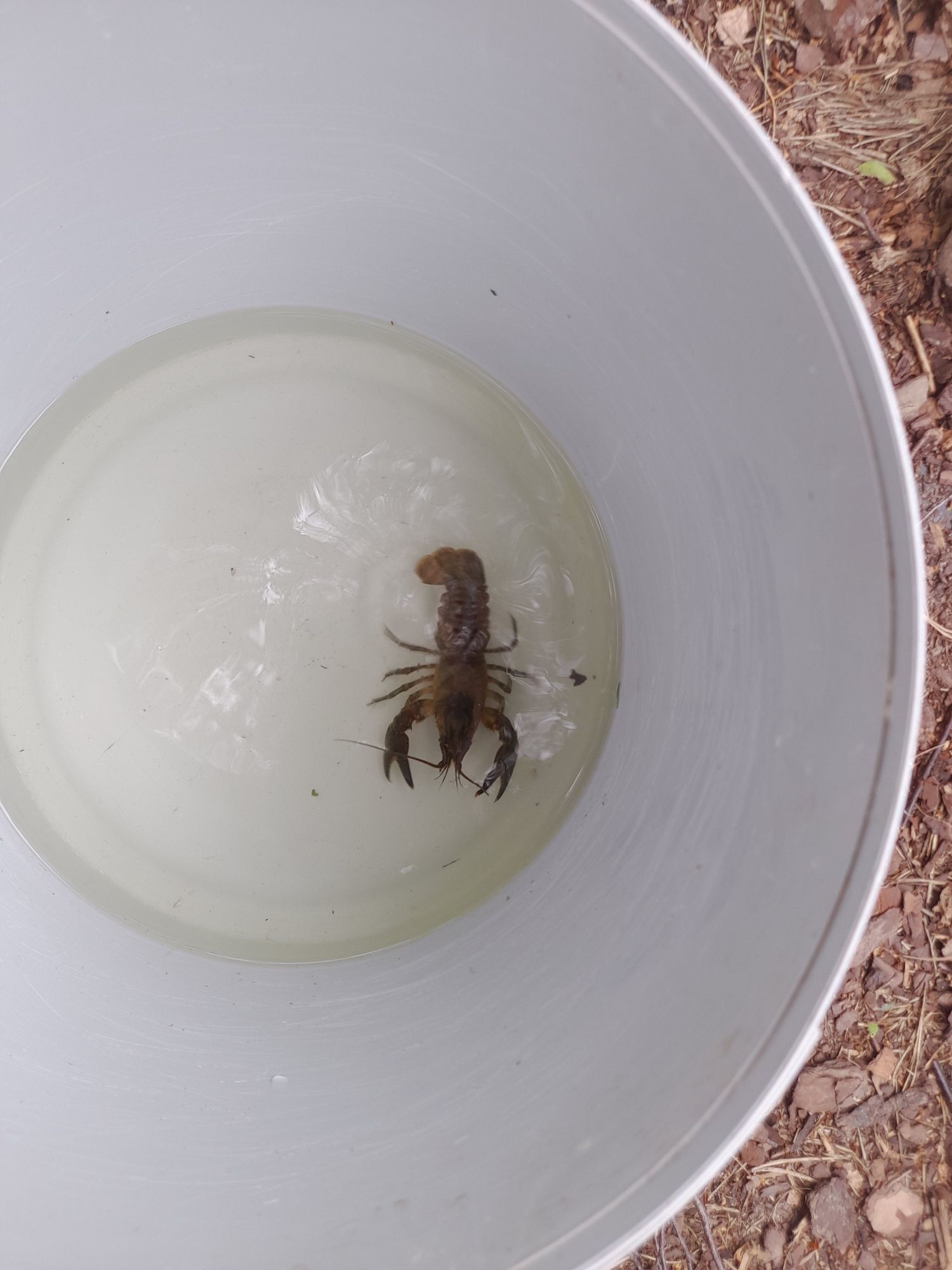 Ryby do oczka wodnego Jesiotr Karp Szczupak Lin Karaś koi,Karp Koi,Sum
