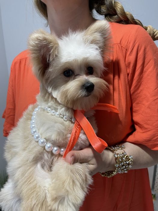 Помапу  краса з характером