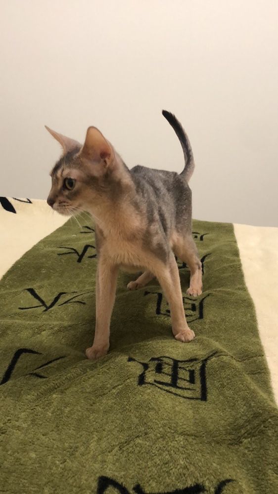 Абиссинские котята