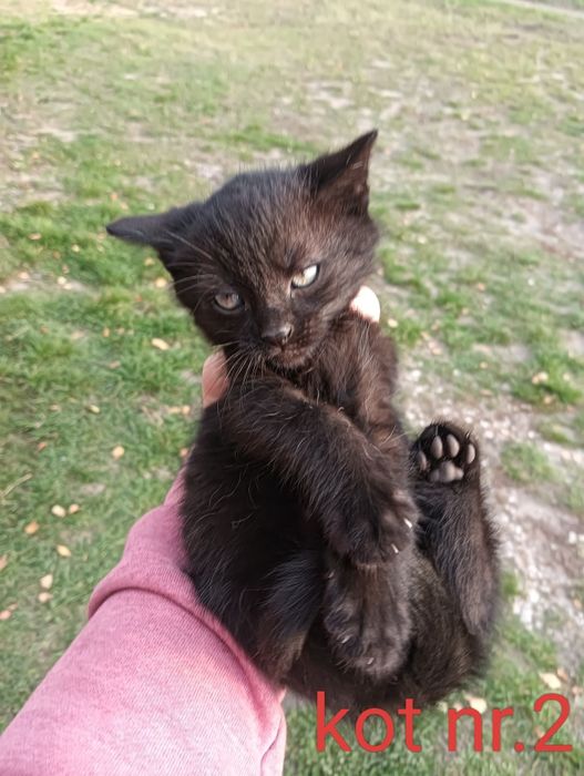 Uwaga !!! Pilnie mam do oddania kota w dobre ręce 2 mieśeczne