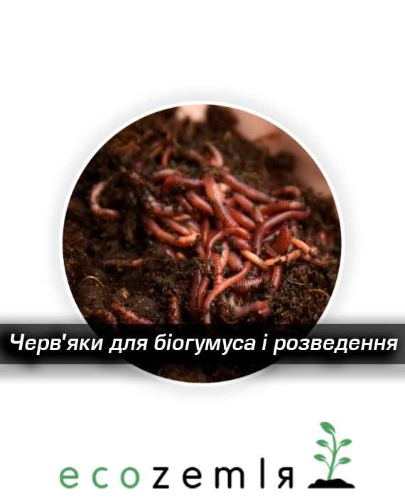 Старатель аналог каліфорнійского хробака для рыбалки и биогумуса1500шт