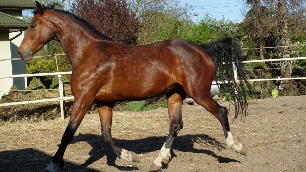 Para klaczy KWPN 3,5 letnie