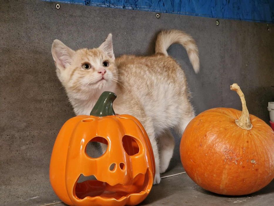 Małe kotki czekają na domy w schronisku