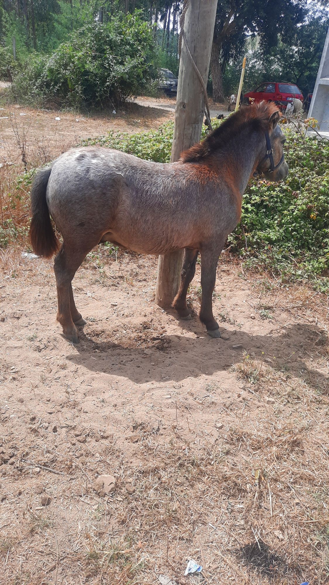 Ponei apaluso macho 8 meses