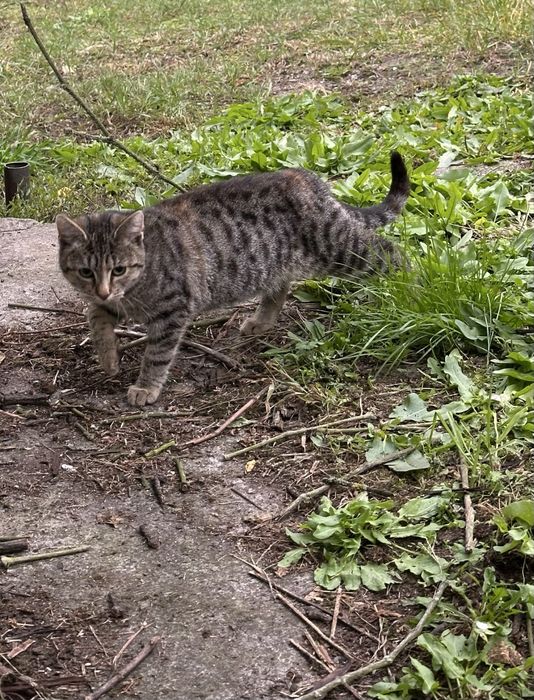 Bardzo pilnie! 6-miesieczy kocurek i kotka, szukają domu przed zimą.