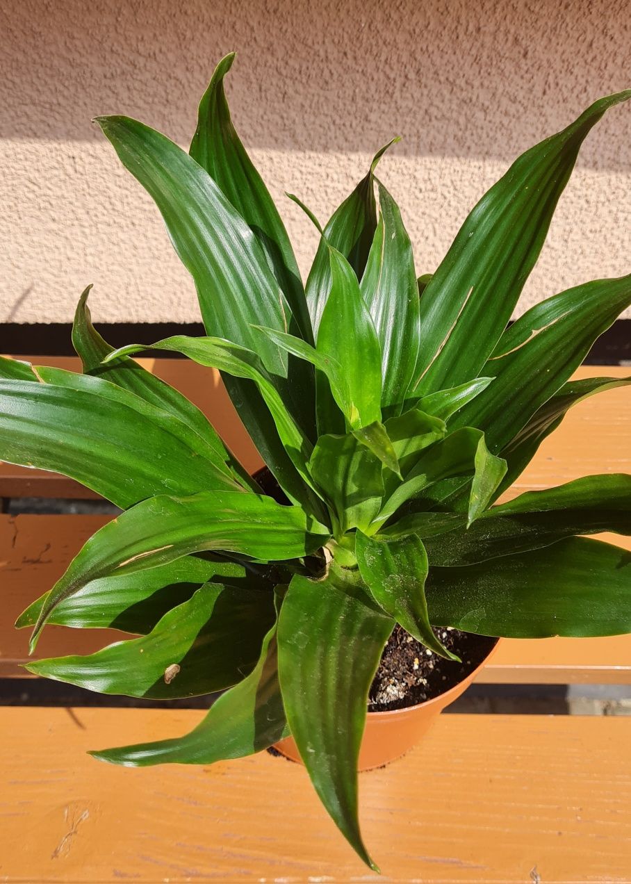 Dracena wonna Dracena fragrans