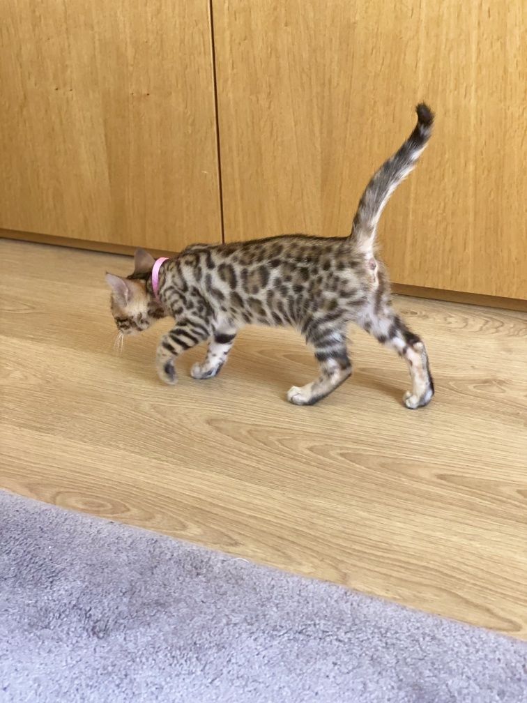 Gatinho Bengal de excelente linhagem