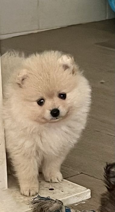 spitz anao branco perola