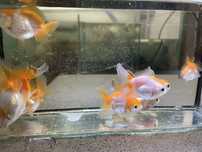 Thai oranda, fancygoldfish