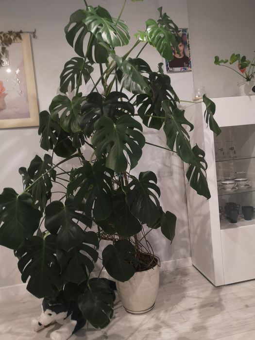 Mix dużych kwiatów w ozdobnych donicach  Monstera Beniamin