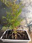 Nandina Doméstica