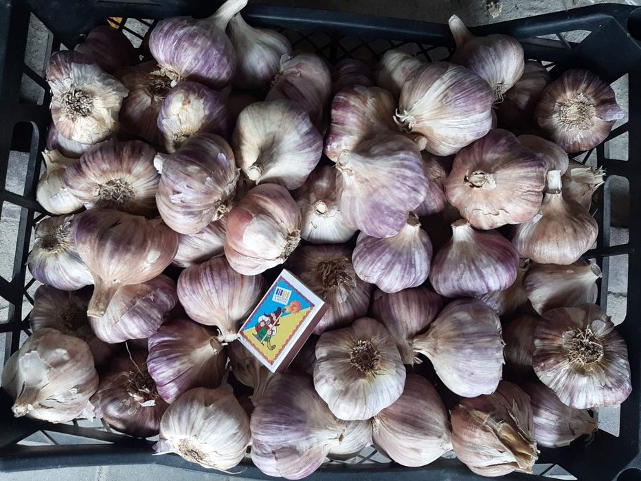 Посадковий часник " ЛЮБАША"