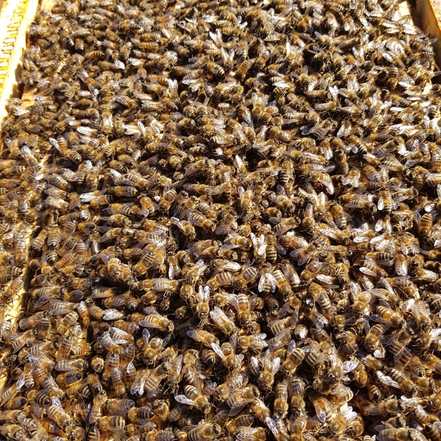 Matka pszczela nieunasiennione  Buckfast, Krainka