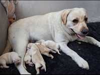 Pies Labrador Retriever