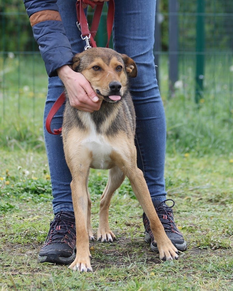 Cudny, młodziutki piesek do adopcji