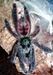 Caribena Versicolor L1 ptasznik pająk