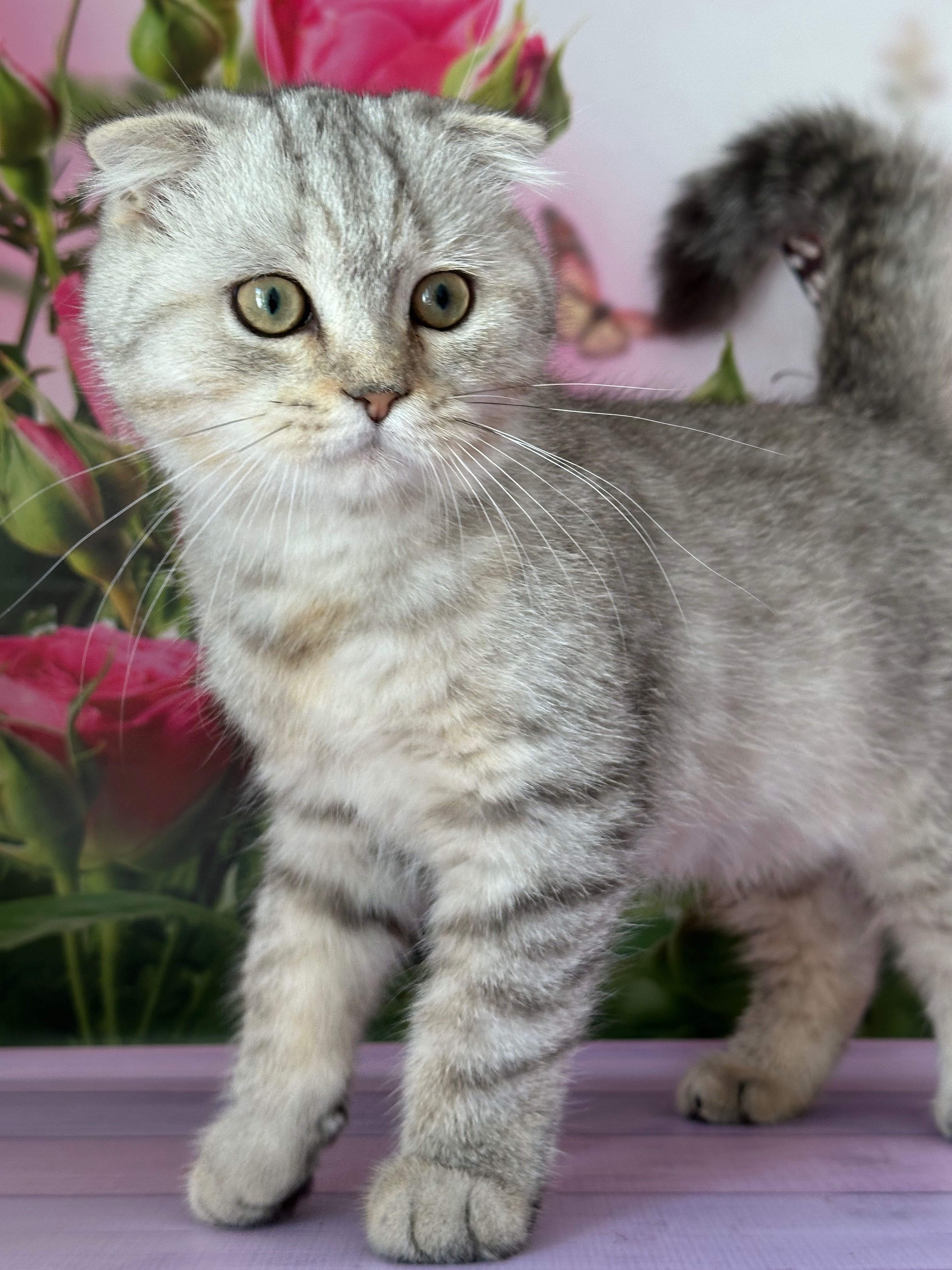 Scottish Fold macho