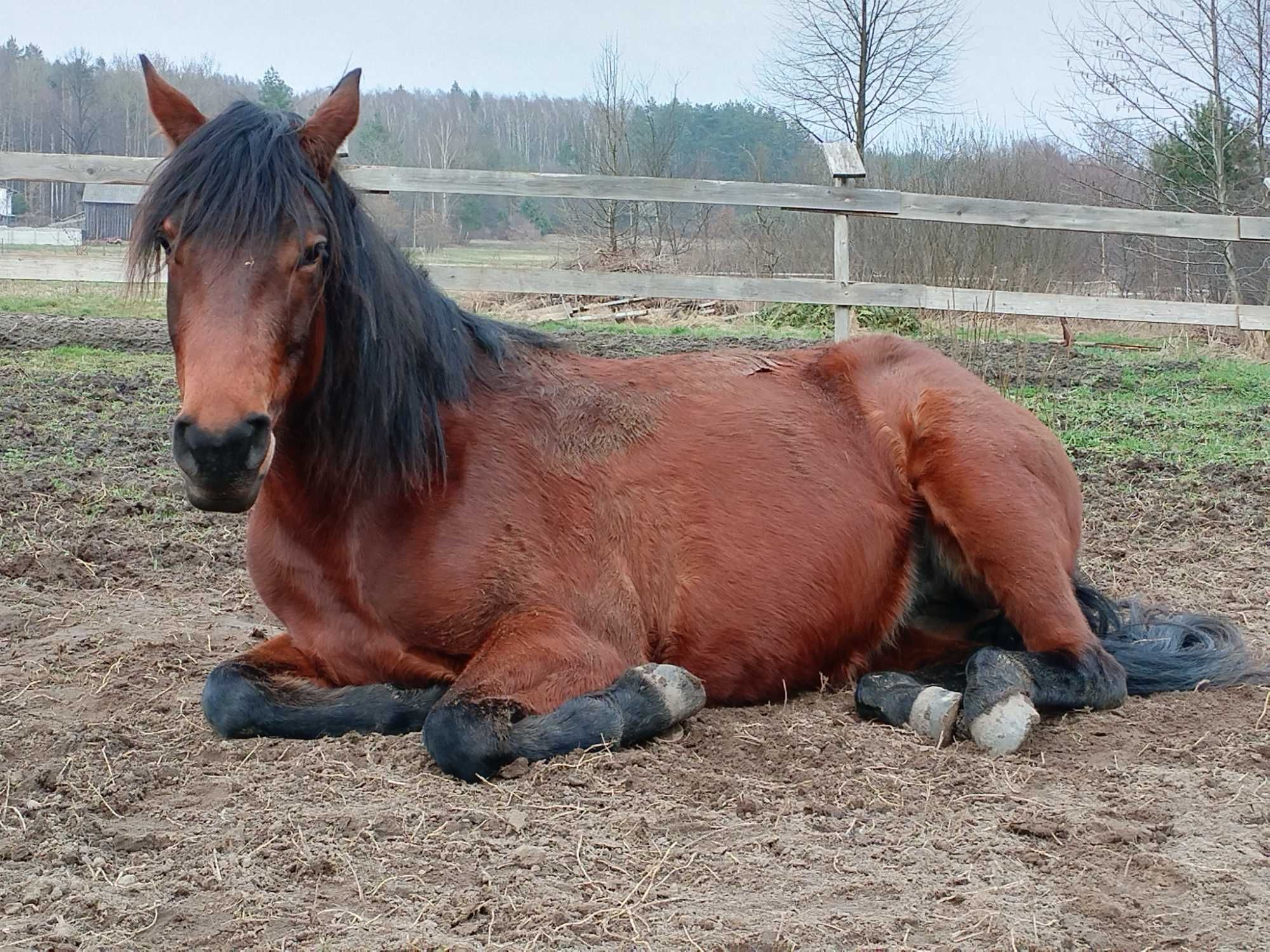 Dom Agroturystyczny 10 osób-konie. Wieczory kawalerskie, panieńskie.