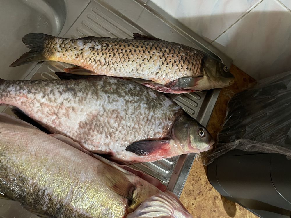 Продаж під замовленя свіжої риби.