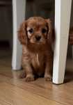 Cavalier King charles spaniel