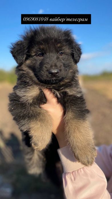 Цуценята Німецької Вівчарки ДШ . Хлопчики