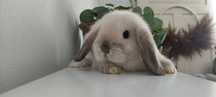 Mini Lop królik gotowe do odbioru