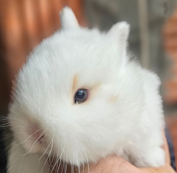 Coelho anao mini lion, mini holandes e mini lop