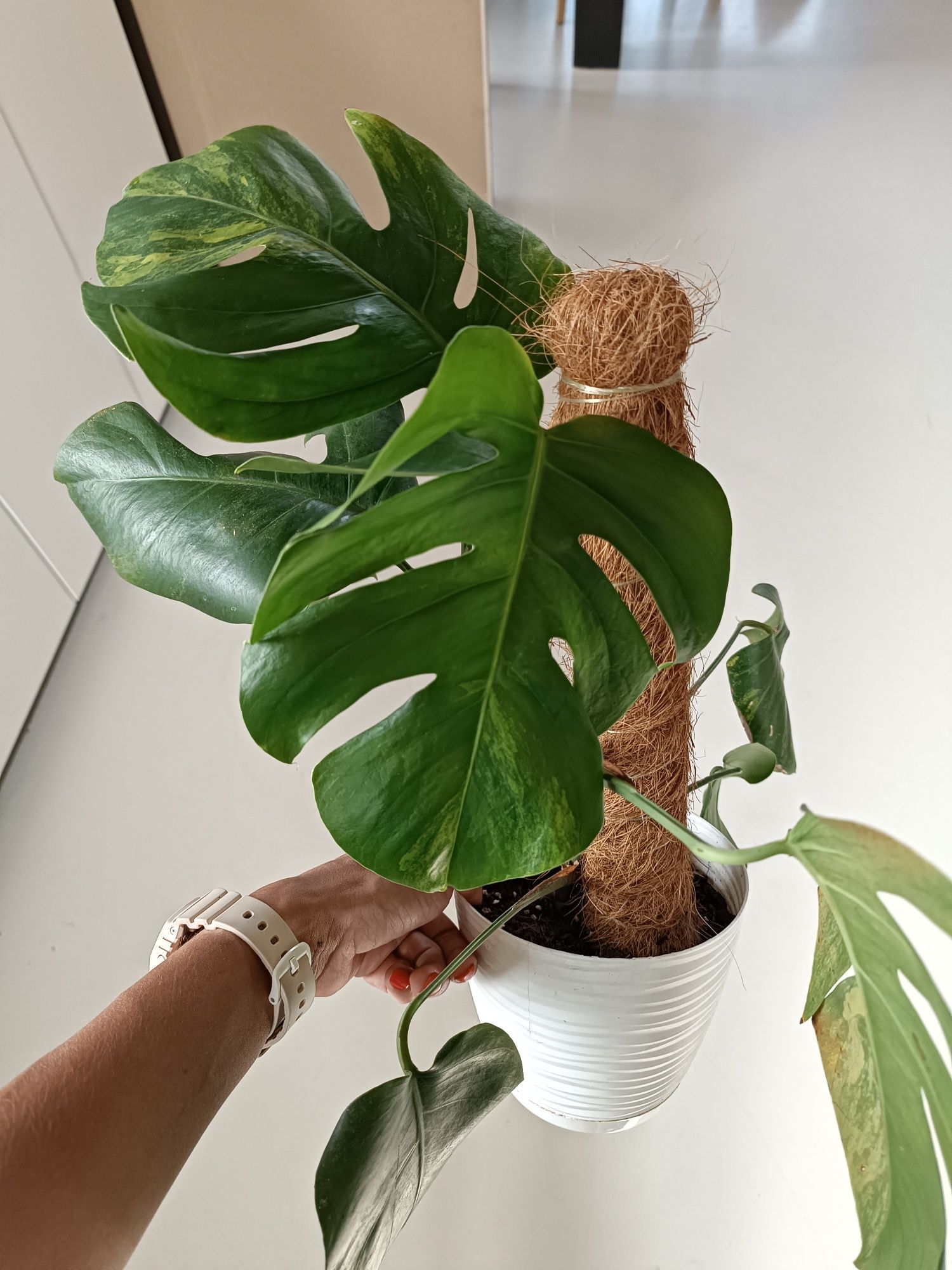 Monstera marmorata