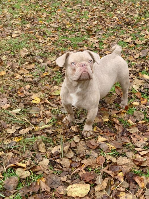 Изабелла+флаффи Амур