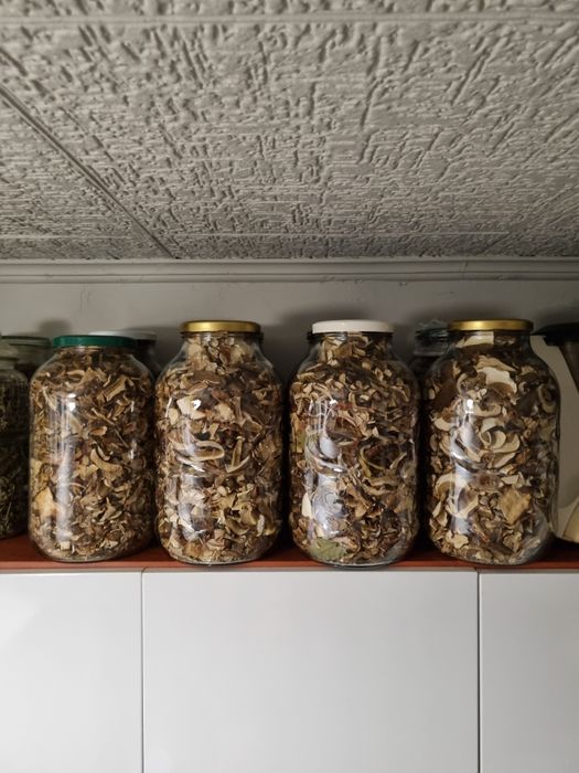 Grzyby leśne Borowik podgrzybek maślak