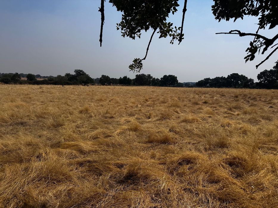 Terrenos Rústicos Zebreira com oliveiras e sobreiros
