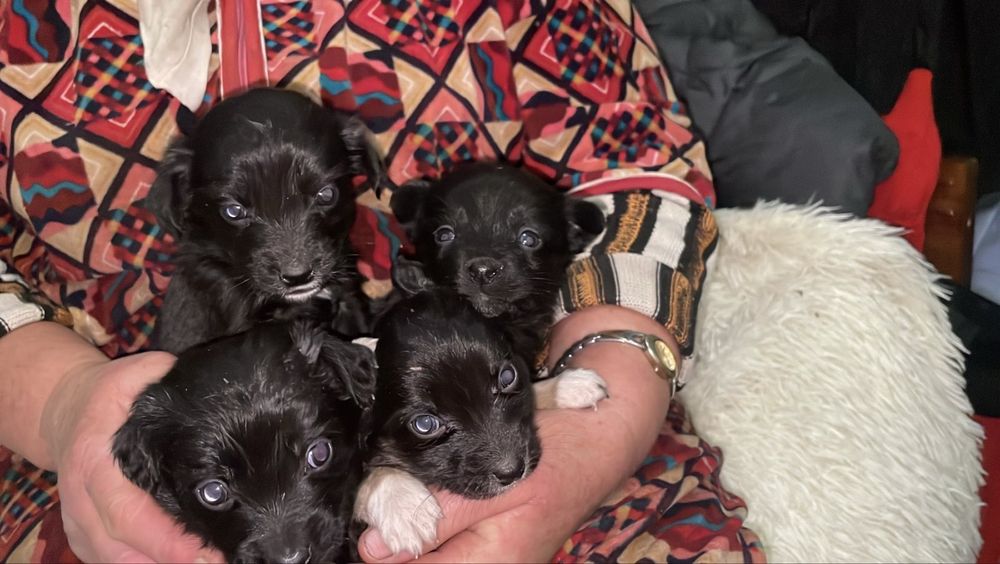 Цуценя кажанчик, собака