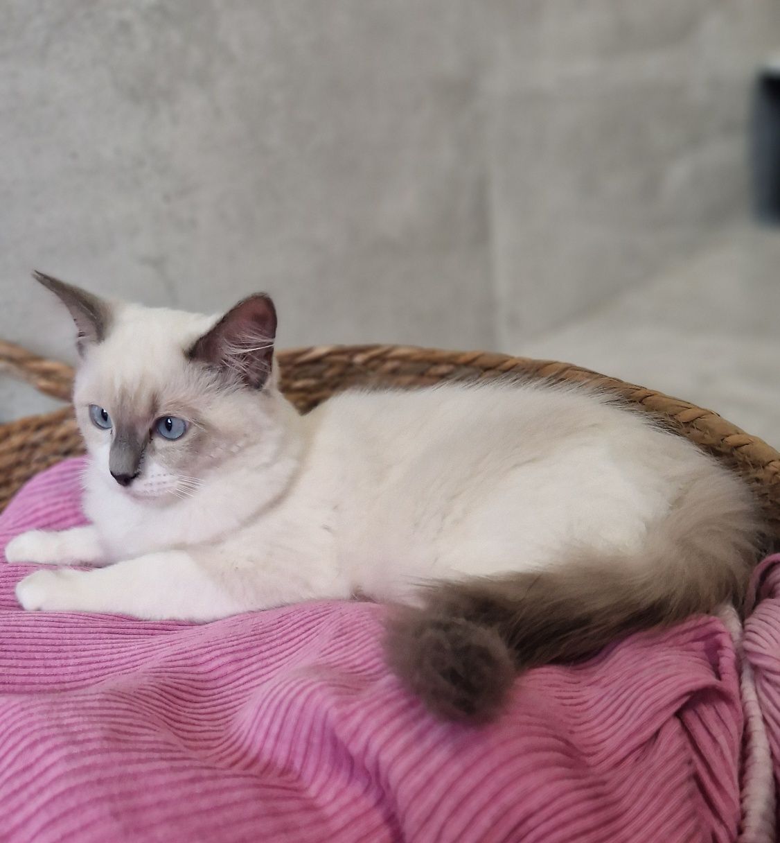 Śliczna kotka ragdoll
