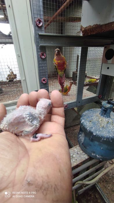 Bebés de rosicoller para criar á mão