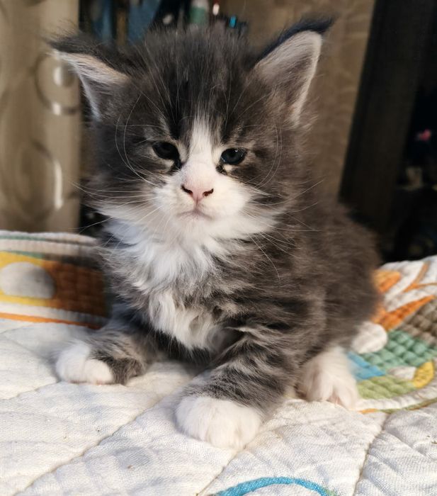 Бронювання котят породи Мейнкунів