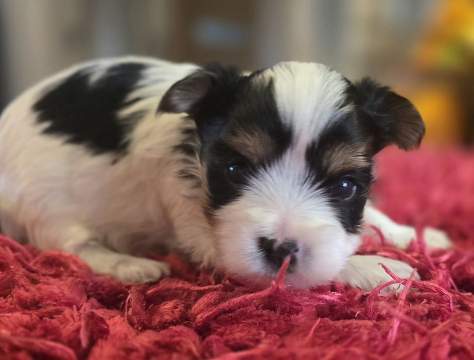 York biewer - idealny piesek