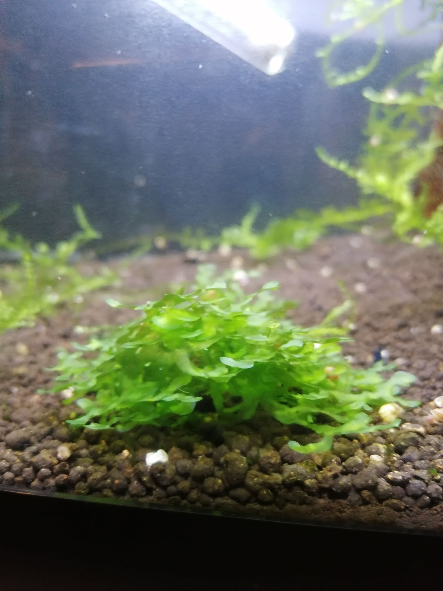 Planta para aquário